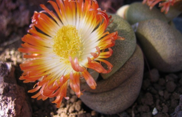 Blumen La Palma: Lebender Stein